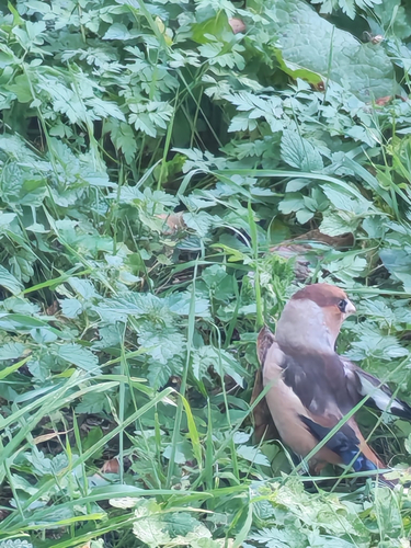 Hawfinch