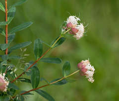 Pimelea ligustrina ciliata