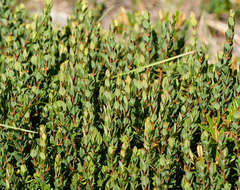 Pimelea axiflora alpina