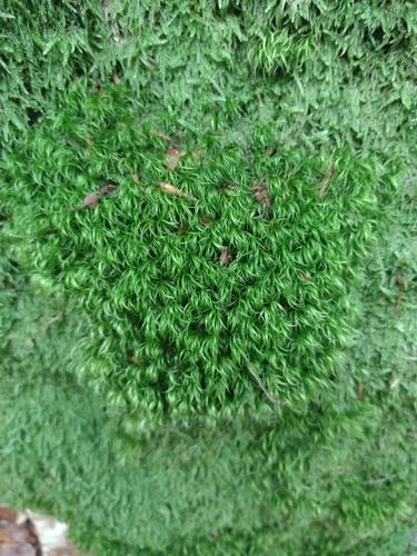 Paraleucobryum longifolium observed 2026-09-11