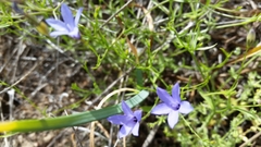 Campanula reverchonii