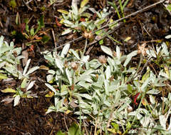 Argyrotegium fordianum