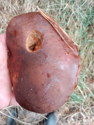 Bay Bolete