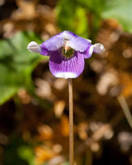 Viola eminens