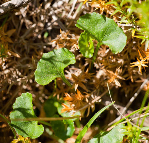 Image of Viola eminens by (c) Chris Clarke, some rights reserved (CC BY)