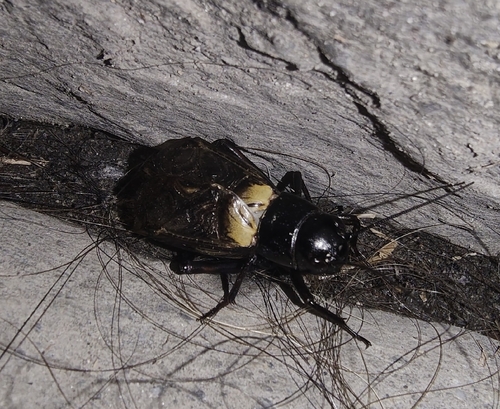 Southern Field Cricket