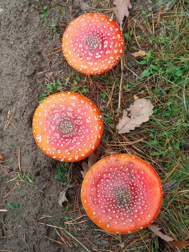 Fly Agaric