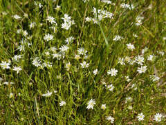 Stellaria angustifolia