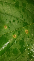 Drisina glutinosa