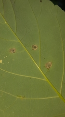 Drisina glutinosa