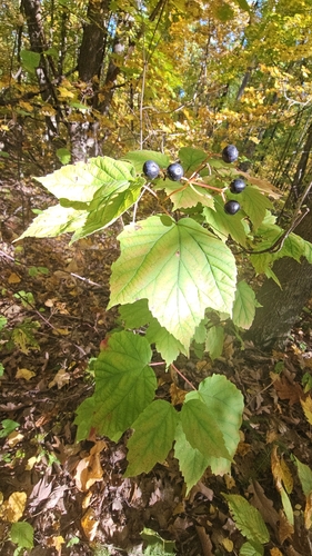 mapleleaf viburnum