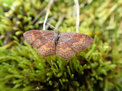 Leptostales rubromarginaria