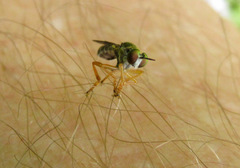 Atomosia rufipes