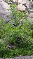 Aesculus glabra arguta