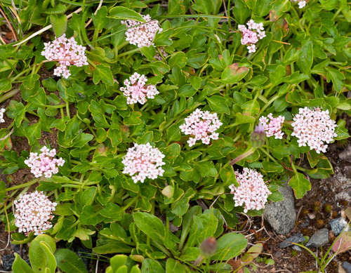 Image of Trachymene humilis by (c) Chris Clarke, some rights reserved (CC BY)