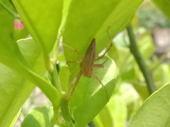Oxyopes