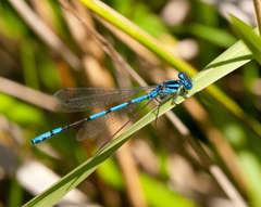 Austrocoenagrion lyelli