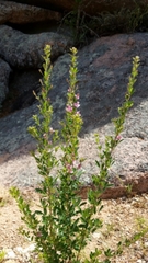 Lespedeza stuevei