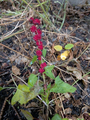 Blitum virgatum observed 2026-10-11