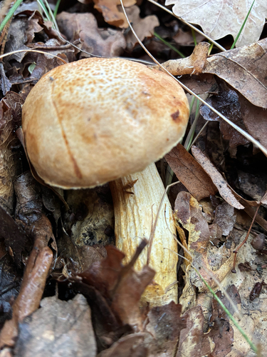 tawny bolete