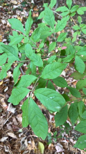winged euonymus