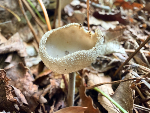 Helvella macropus, 2026-10-09