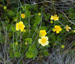 Ranunculus graniticola