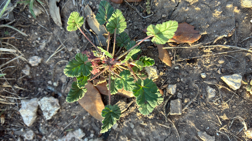 Texas stork's bill