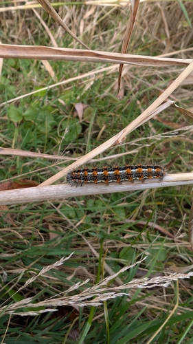 Marsh Dagger