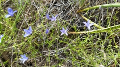 Campanula reverchonii