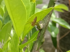 Oxyopes