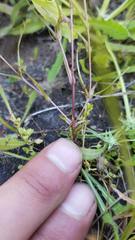 Triphysaria versicolor versicolor