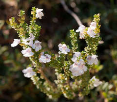 Prostanthera cuneata