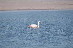 Phoenicopterus chilensis