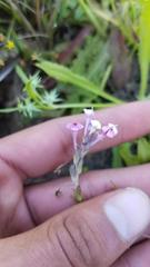Triphysaria versicolor versicolor