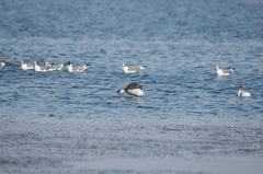 Podiceps occipitalis