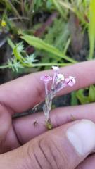 Triphysaria versicolor versicolor