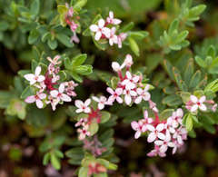 Pimelea alpina