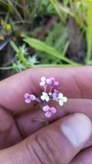 Triphysaria versicolor versicolor