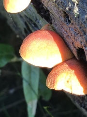 Gymnopilus ferruginosus