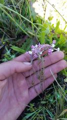 Triphysaria versicolor versicolor