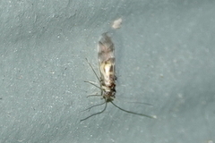 Graphopsocus cruciatus