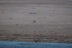 Charadrius semipalmatus