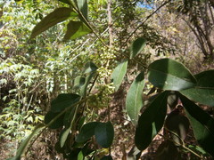 Trichilia havanensis