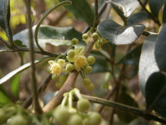 Trichilia havanensis