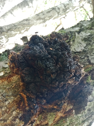 chaga