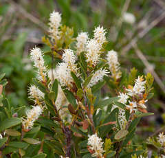 Orites lancifolius