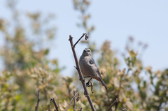 Conirostrum cinereum