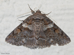 Zale duplicata