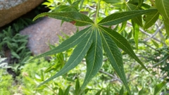 Aesculus glabra arguta